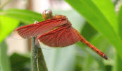 Neurothemis fluctuans (Fabricius, 1793)