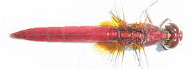 Rhodothemis rufa (Rambur, 1842)