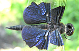 Rhyothemis triangularis (Kirby, 1889)