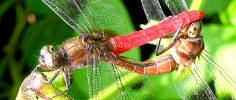 Orthetrum testaceum testaceum (Burmeister, 1839)
