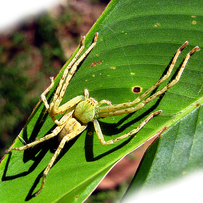 Heteropoda sp, Sparassidae -