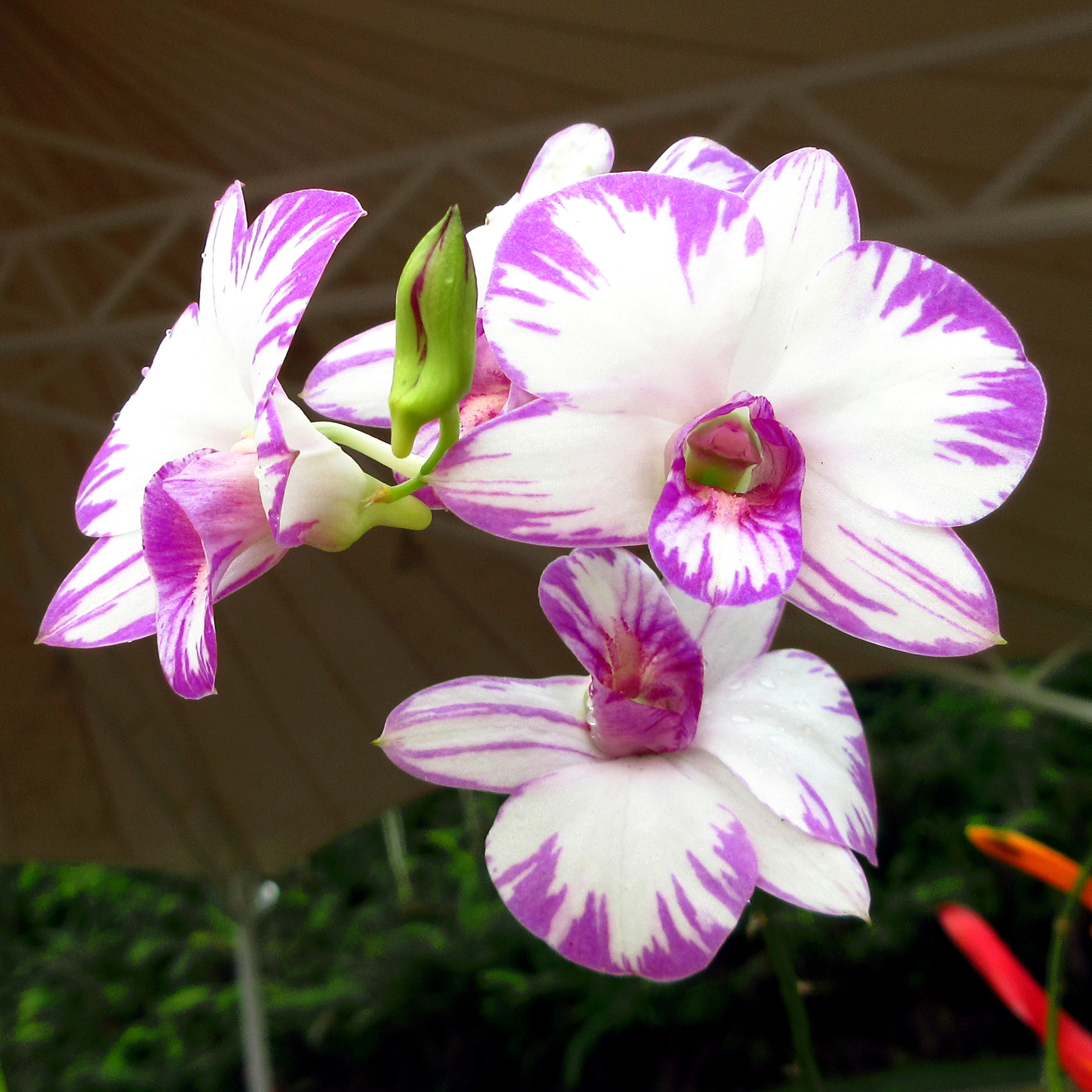 Pink Orchid flowers in Orchid Garden of Bandar Sri Indah