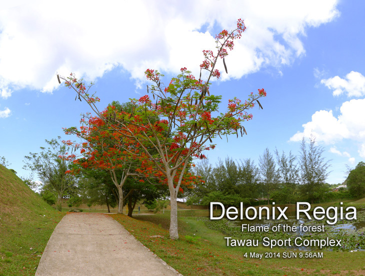 Delonix Regia tree with an umbrella crown of red flowers at Tawau Sport Complex.