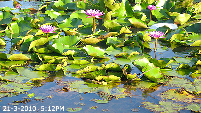 Water Lily Pond Tawau Sport Complex