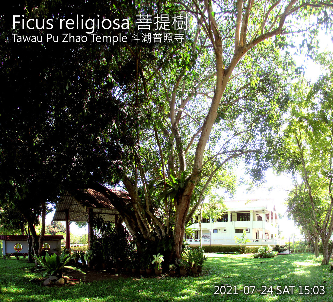 Ficus religiosa 菩提樹 at Tawau Pu Zhao Temple 斗湖普照寺