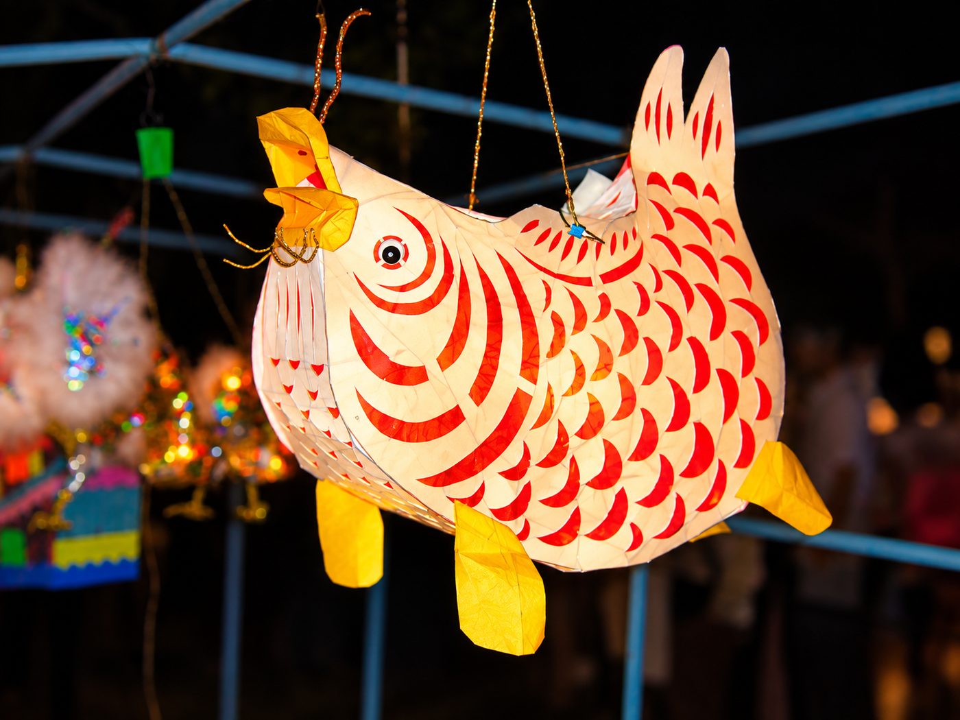 Carp lantern — abundance every year