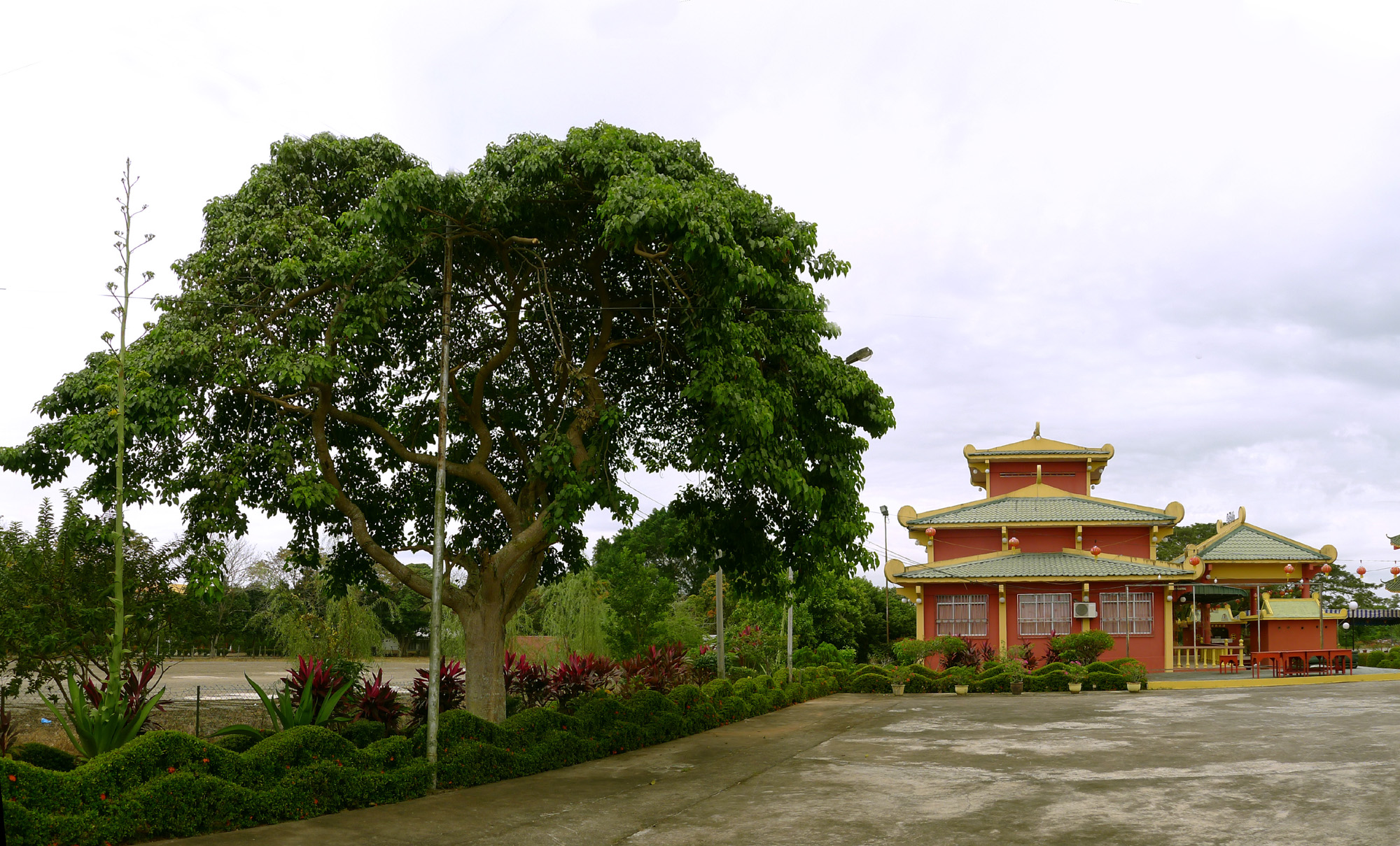 Budhi tree at Temple of the Eight Immortals in Tawau