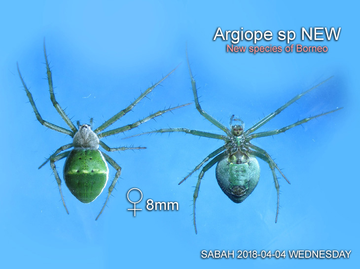 Argiope sp NEW. New species of Borneo