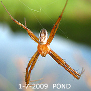 Argiope aemula
