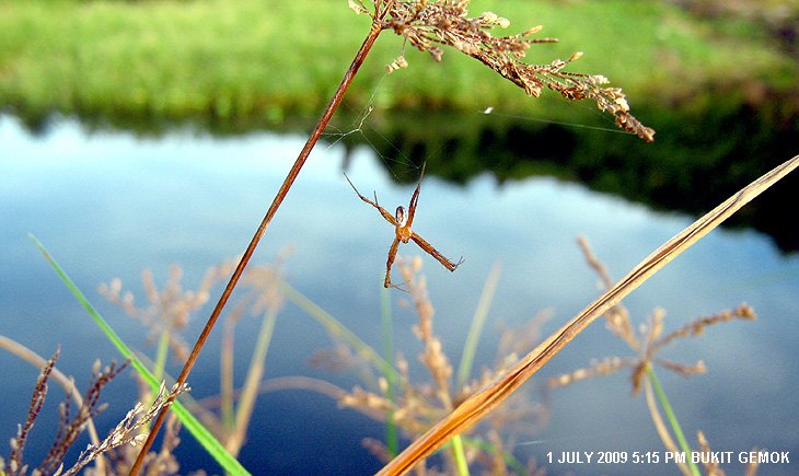 A lone male Oval St. Andrew�s Cross Spider by a lake in Sabah.