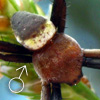 Argiope aemula