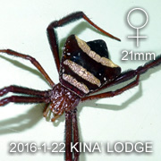 Argiope reinwardti