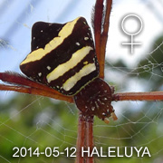 Argiope reinwardti