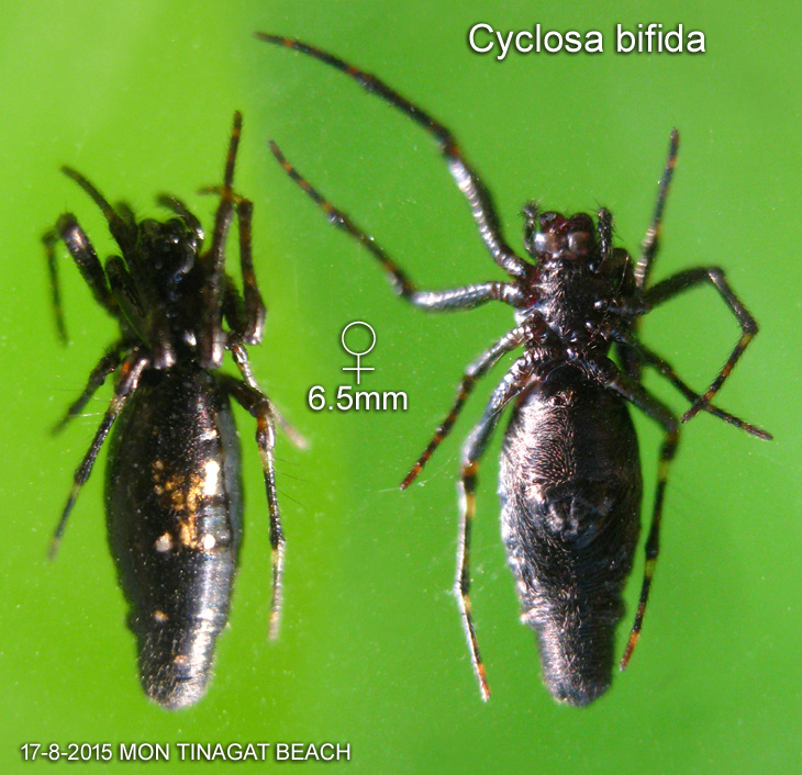 Cyclosa bifida