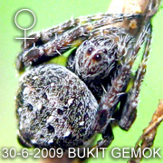 &nbsp;Eriovixia laglaizei