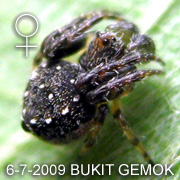 Eriovixia laglaizei