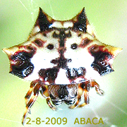 Gasteracantha cancriformis