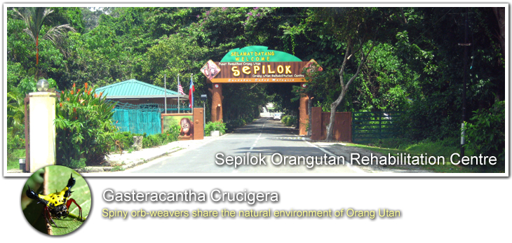 Sepilok Orangutan Rehabilitation Centre