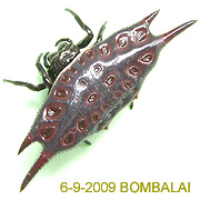 Gasteracantha BLACK