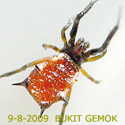 Gasteracantha hasselti