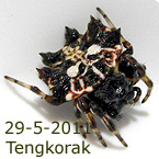 Gasteracantha mammosa