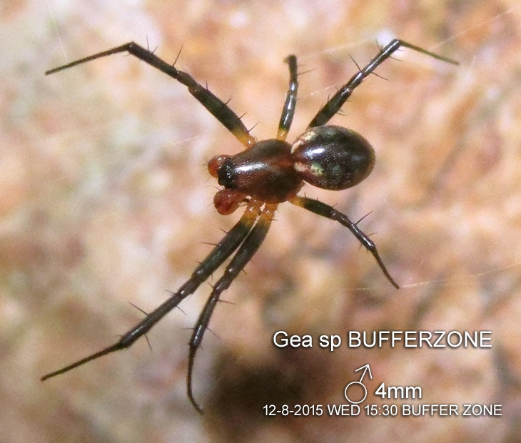 Gea sp BUFFERZONE