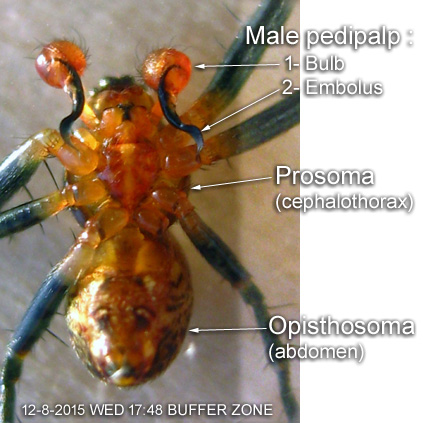 Gea sp BUFFERZONE