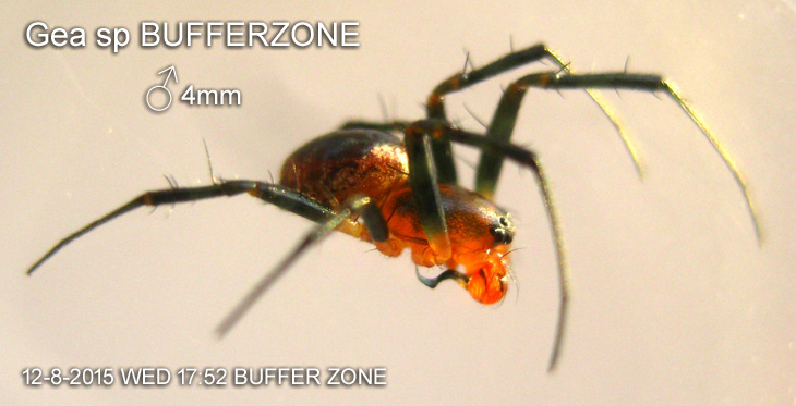 Gea sp BUFFERZONE
