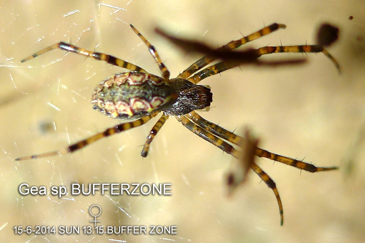 Gea sp BUFFERZONE