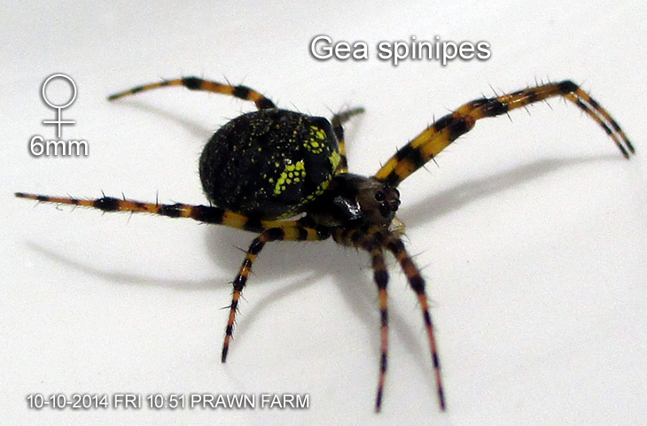 Gea spinipes