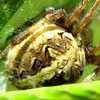 Orbweaver spider - Neoscona theisi
