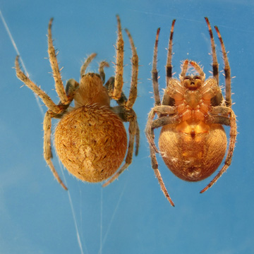 Neoscona sp SPORT