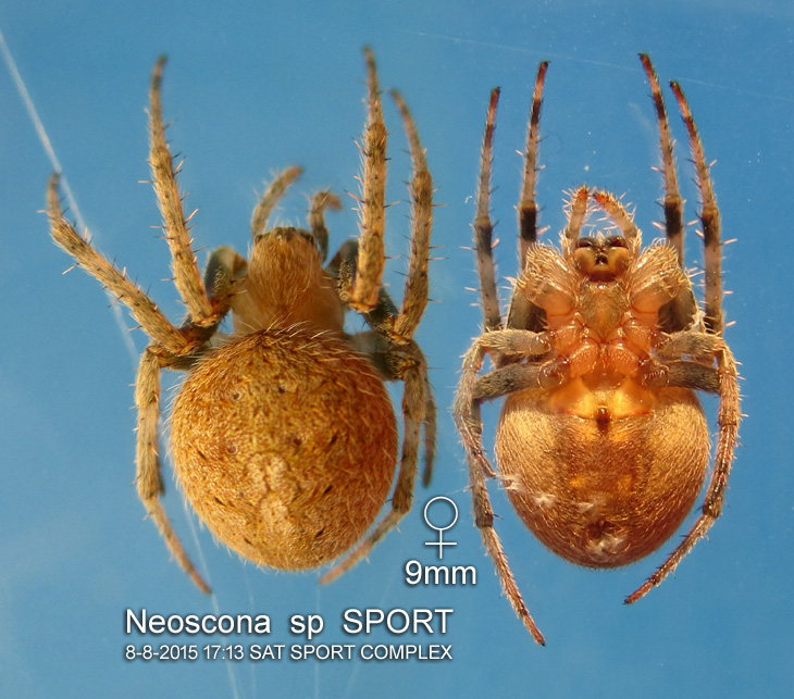 Neoscona sp SPORT