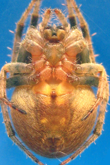 Neoscona sp SPORT