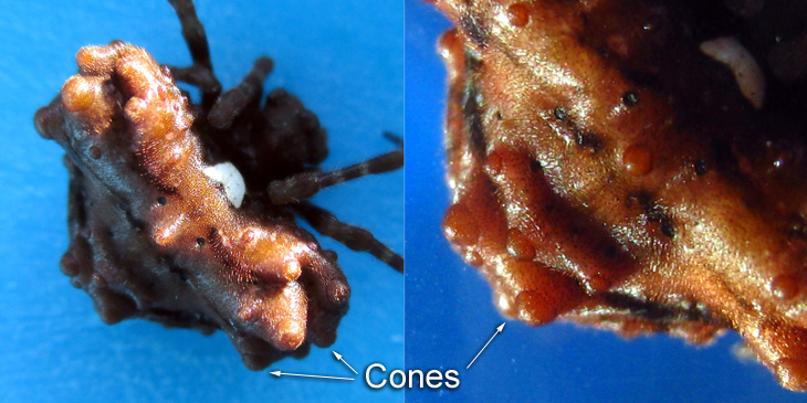 Cones on the dorsal surface of the abdomen of Ordgarius sp SEMARAK  are distinctive.