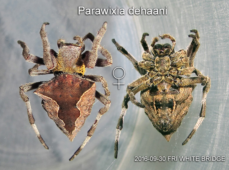 Parawixia dehaani FEMALE