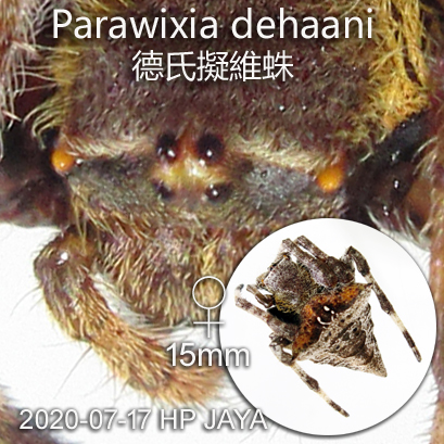 The eyes of Parawixia dehaani 德氏擬維蛛