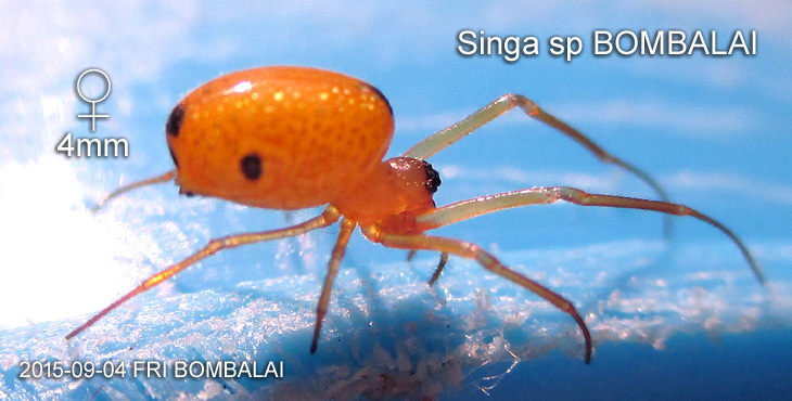Singa sp BOMBALAI