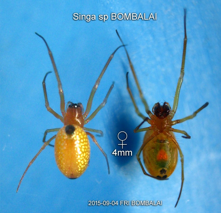 Singa sp BOMBALAI