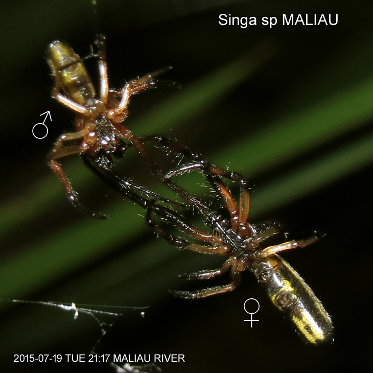 Singa sp MALIAU