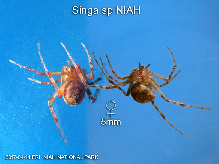 Singa sp NIAH