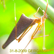 Arachnura GERGASSI