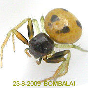 Araneus BOMBALAI