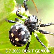 Araneus sp GEMOK