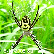 Argiope aemula