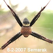 Male Argiope aemula