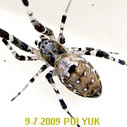 Neoscona sp PUI YUK
