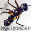 Neriene macella