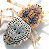 Herennia multipuncta Female
