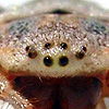 Herennia multipuncta Female